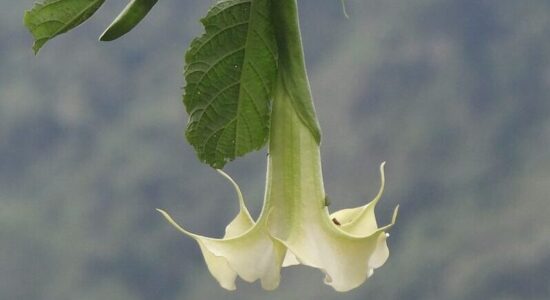 pianta  Brugmansia