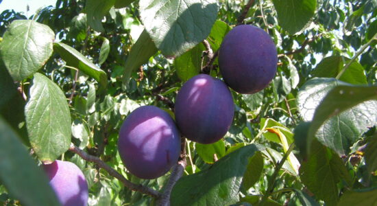susine