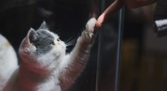 gatto
