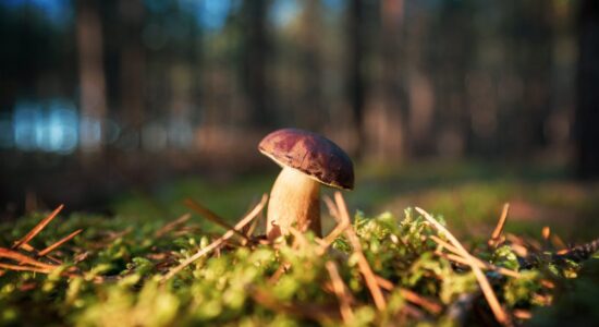 porcini