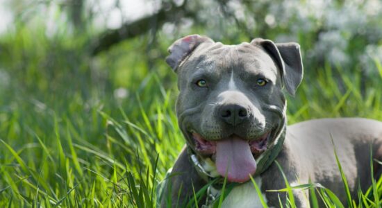 Amstaff