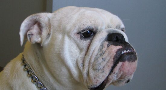 bulldog inglese