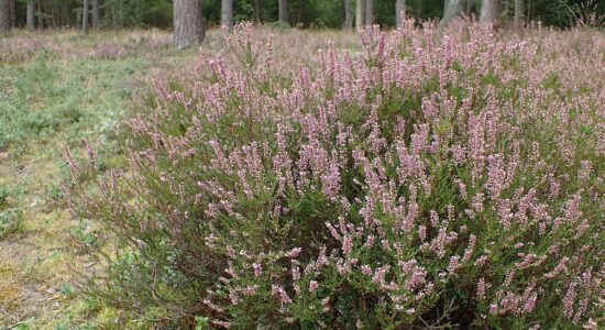 calluna