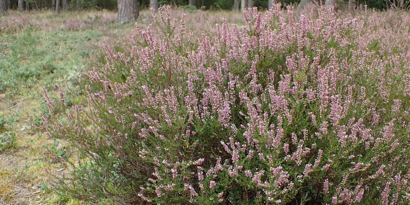 calluna