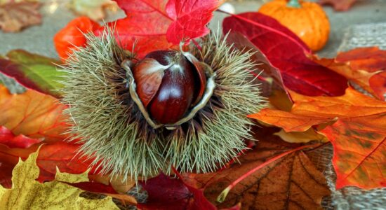 castagne