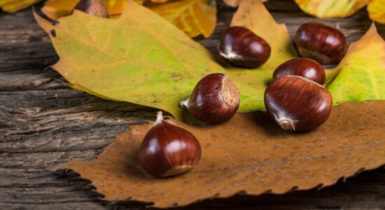 castagne