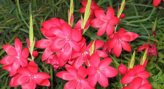 hesperantha coccinea