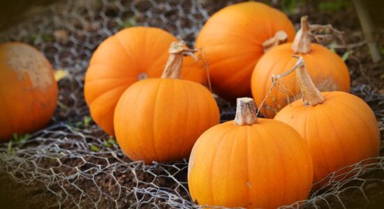 zucca