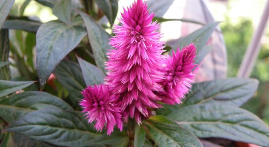 Celosia
