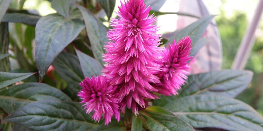 Celosia