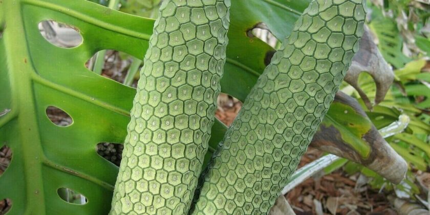 monster fruit