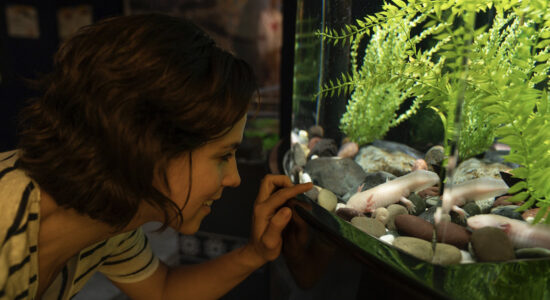 acquario