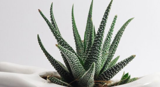aloe vera