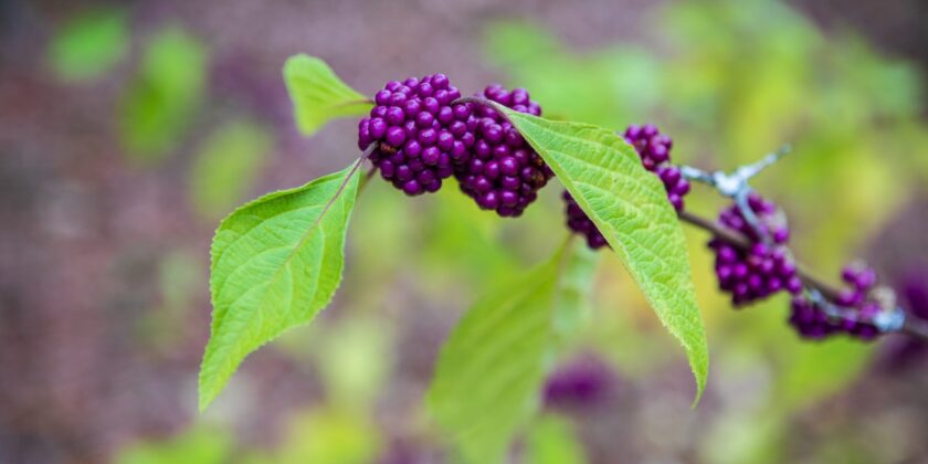 callicarpa