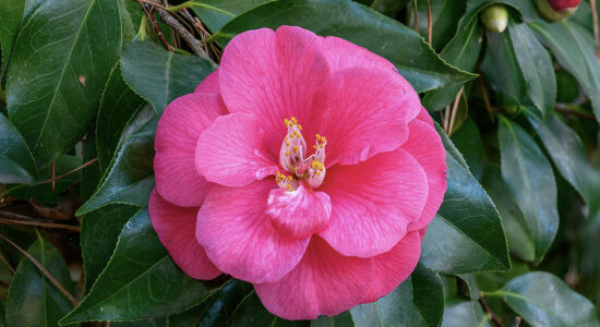 camelia japonica