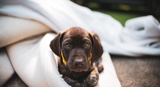 cane
