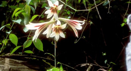 cardiocrinum