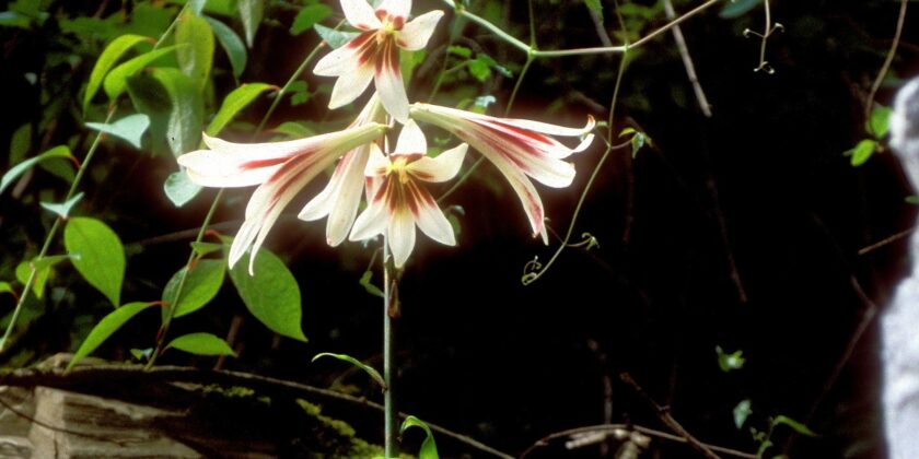 cardiocrinum