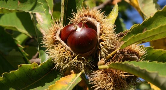 castagne