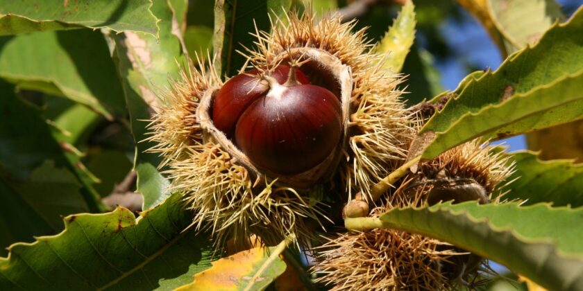 castagne