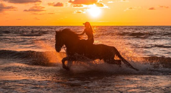 cavallo