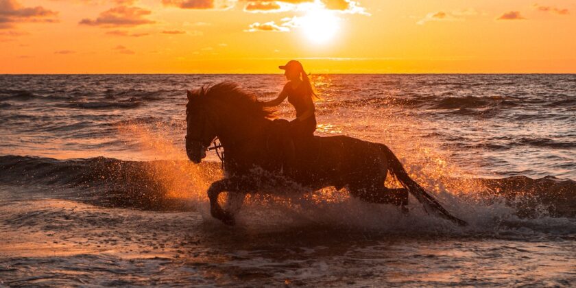 cavallo