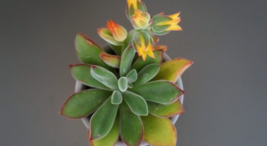 echeveria