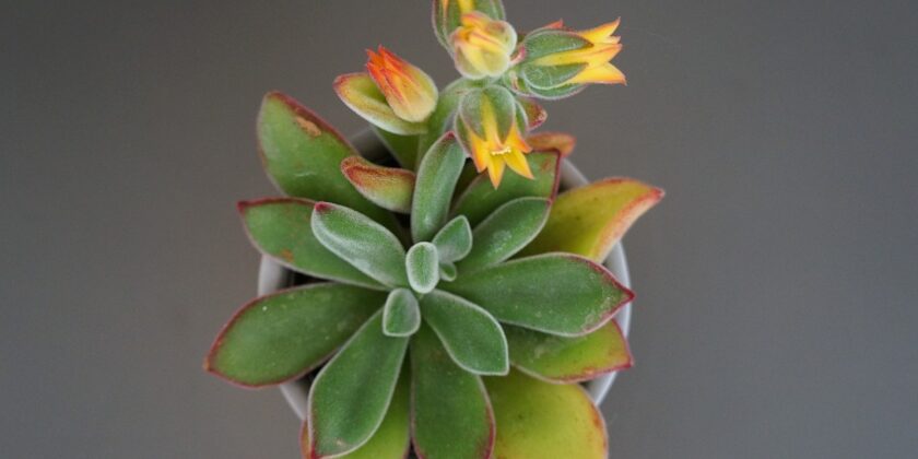 echeveria