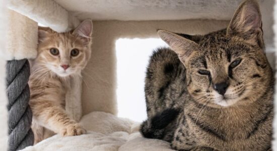 gatto
