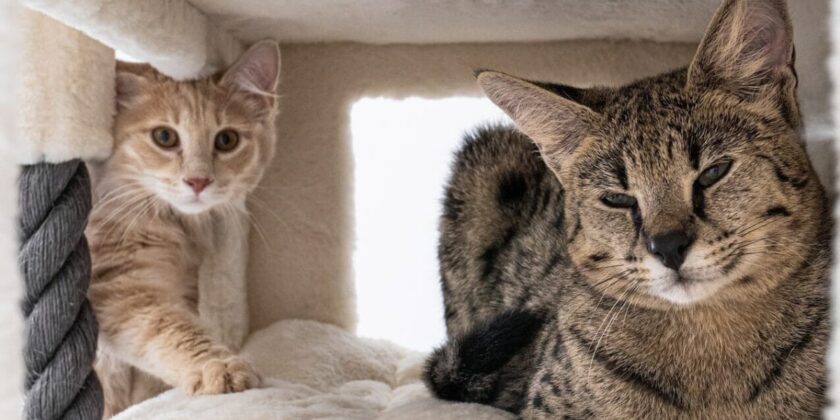 gatto