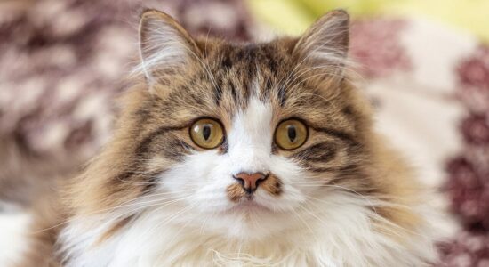 gatto