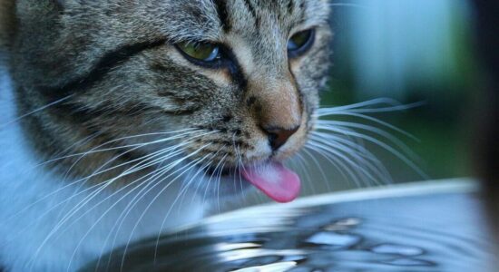 gatto