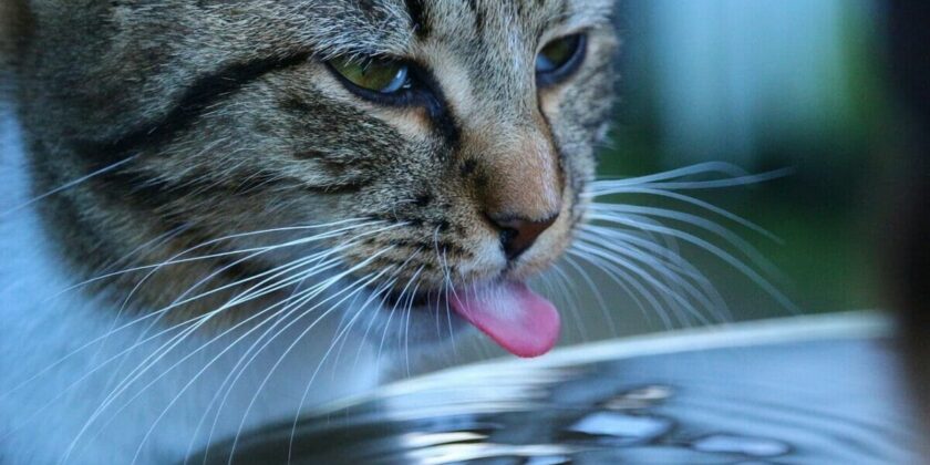 gatto