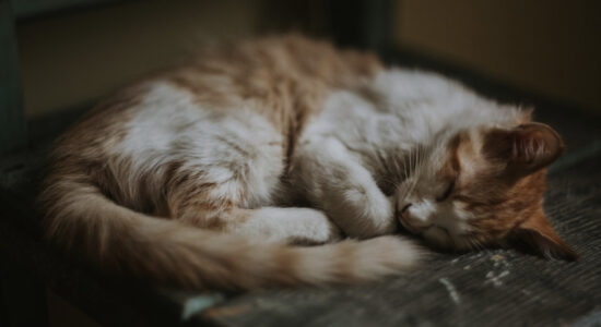 gatto
