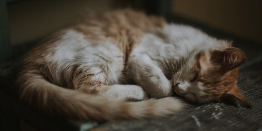 gatto