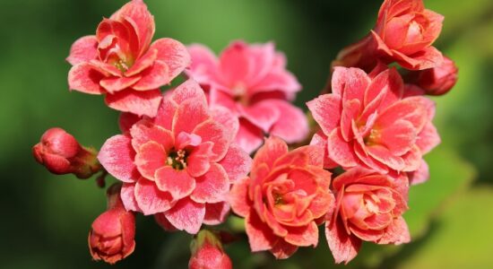 kalanchoe