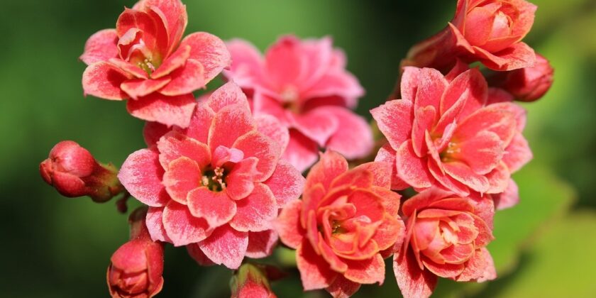 kalanchoe