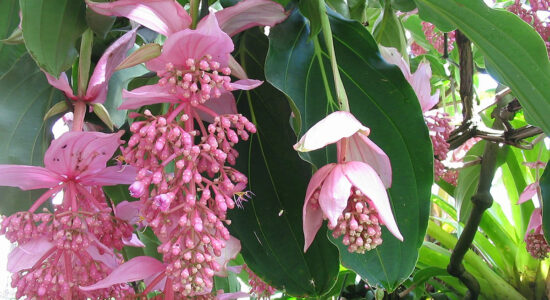 medinilla magnifica