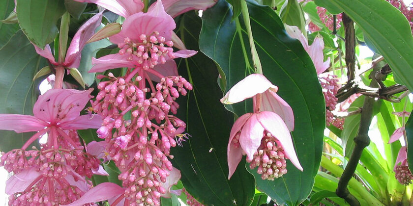 medinilla magnifica