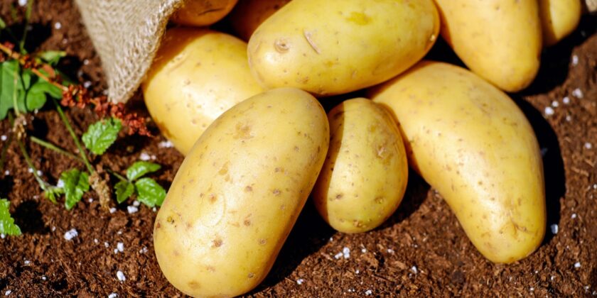 tuberi