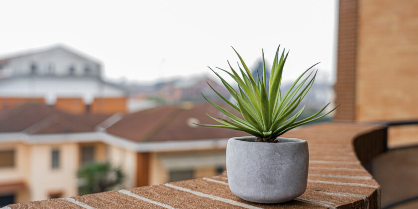 pianta sul balcone