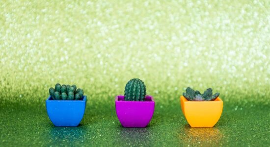 piante cactus