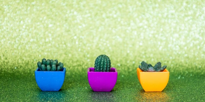 piante cactus
