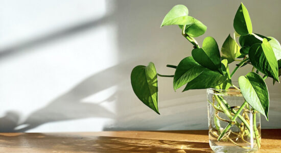 pothos