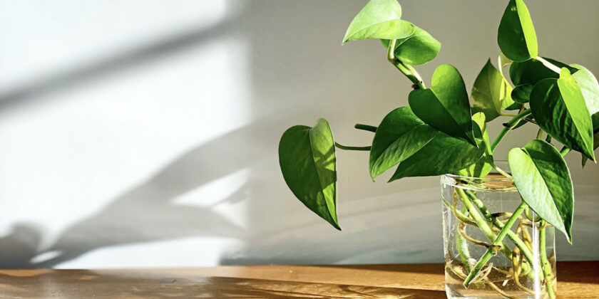 pothos