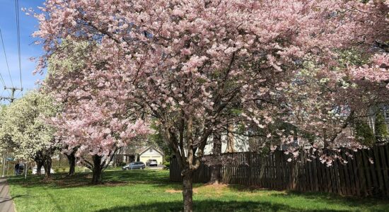 prunus