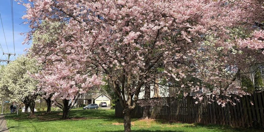 prunus