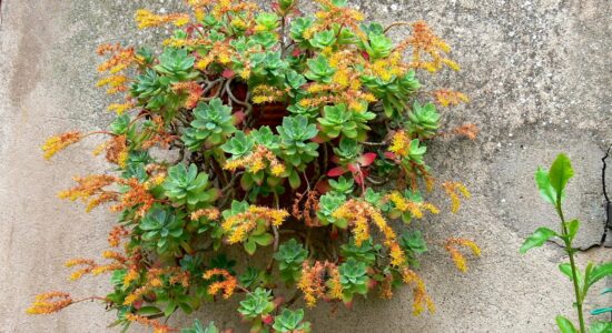 sedum