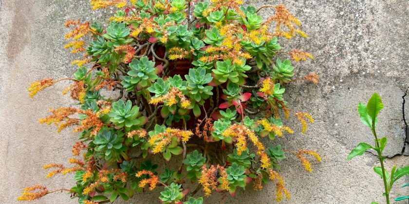 sedum