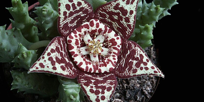 stapelia